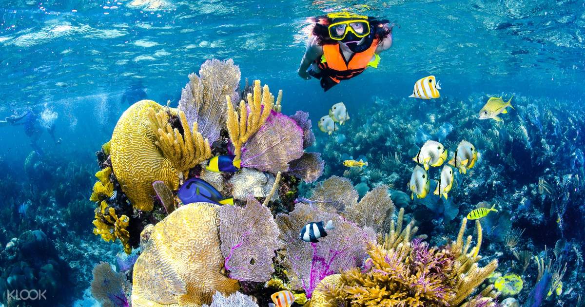 Snorkel Native Park Puerto Morelos In Playa Del Carmen Klook Hong Kong